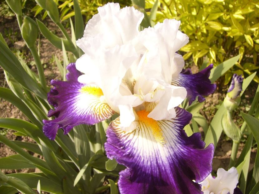 P1360001 - ANUL 2020