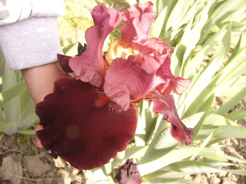 P1360002 - ANUL 2020