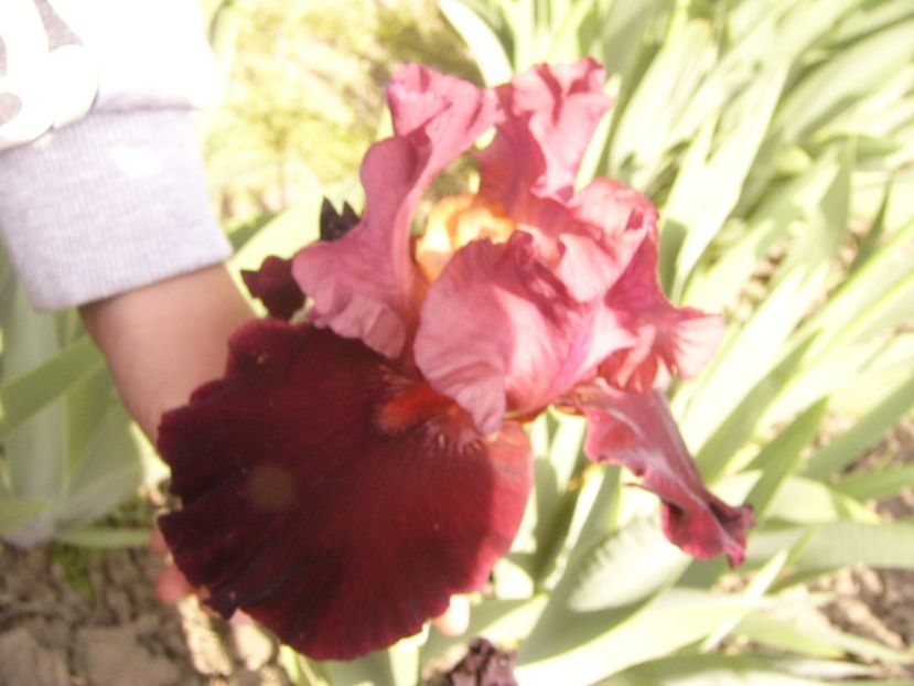 P1360003 - ANUL 2020