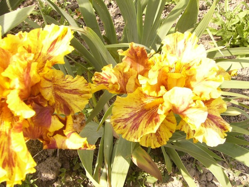 P1360006 - ANUL 2020