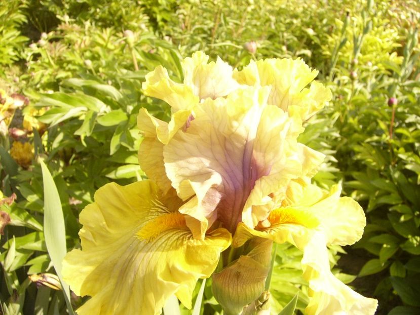 P1360007 - ANUL 2020