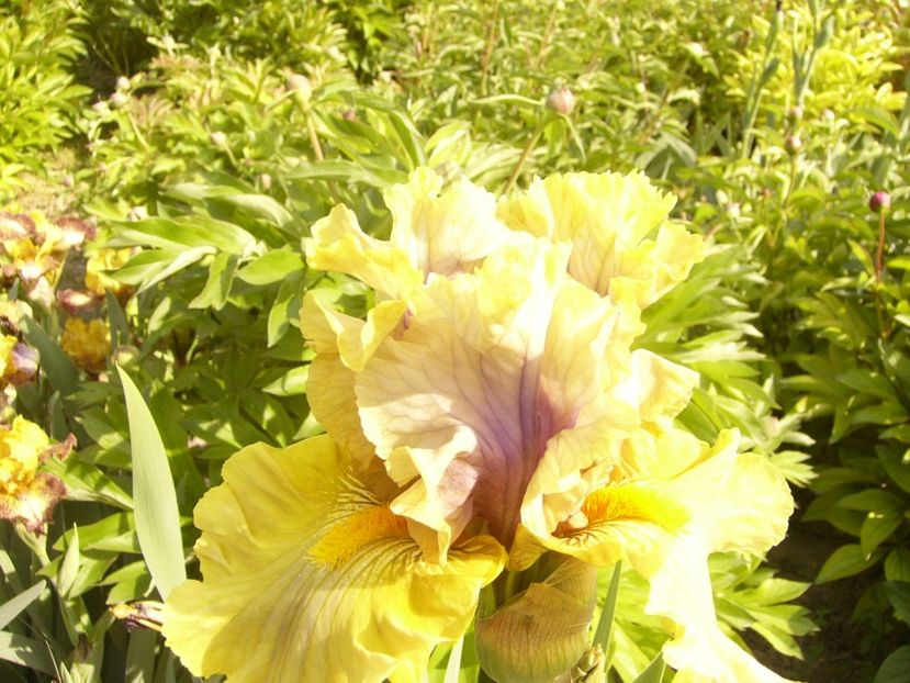 P1360008 - ANUL 2020