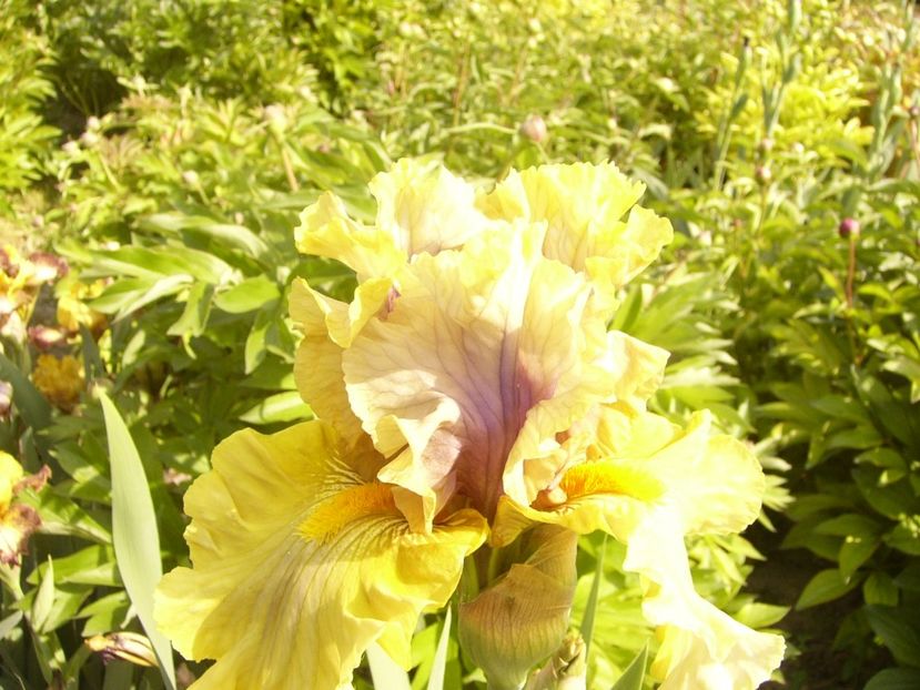 P1360009 - ANUL 2020