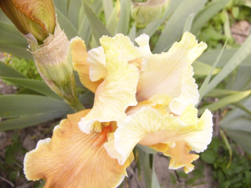 P1360010 - ANUL 2020