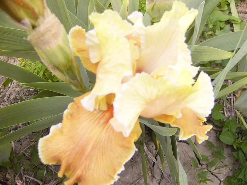 P1360011 - ANUL 2020