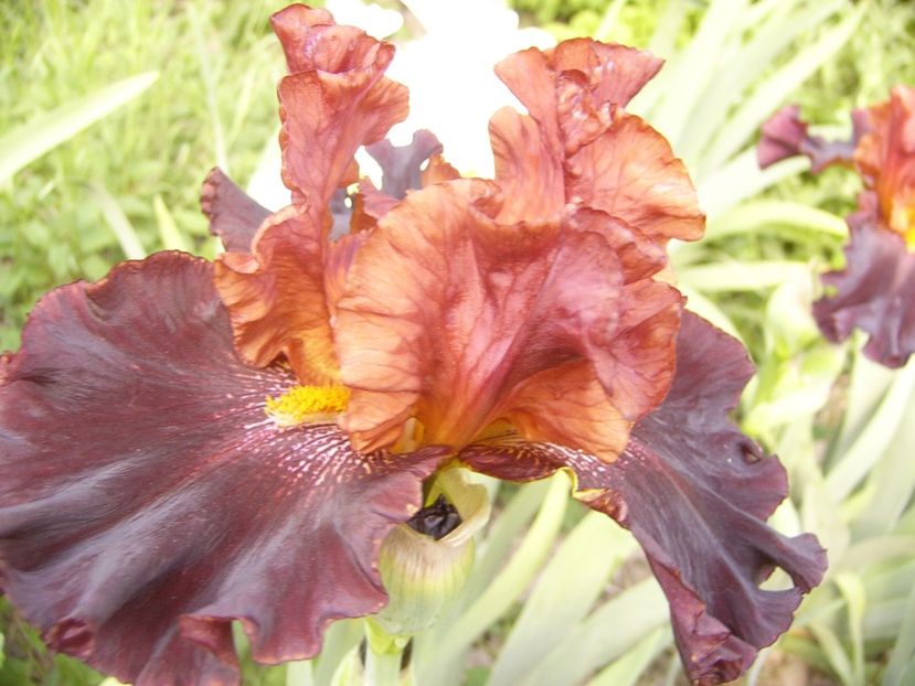 P1360013 - ANUL 2020