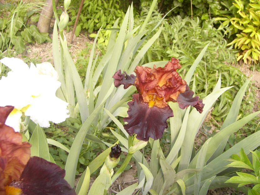 P1360014 - ANUL 2020