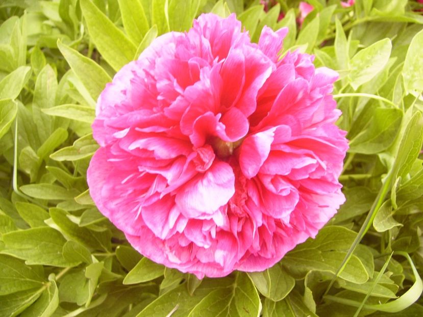 P1360019 - ANUL 2020