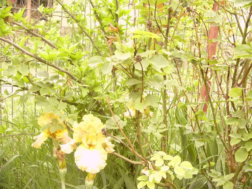 P1360020 - ANUL 2020