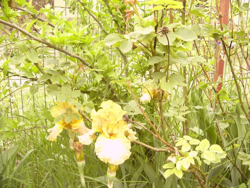 P1360021 - ANUL 2020