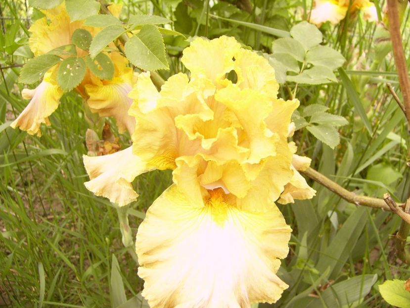 P1360023 - ANUL 2020