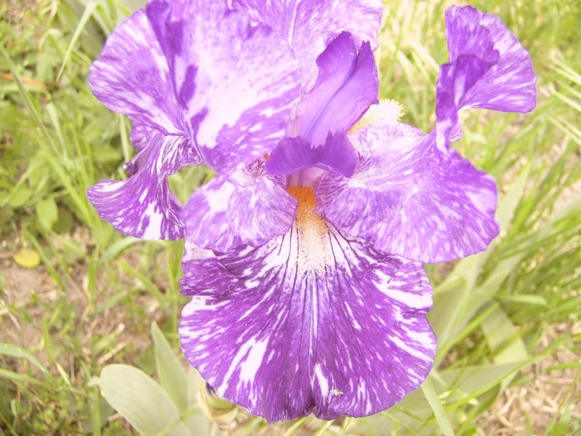 P1360025 - ANUL 2020