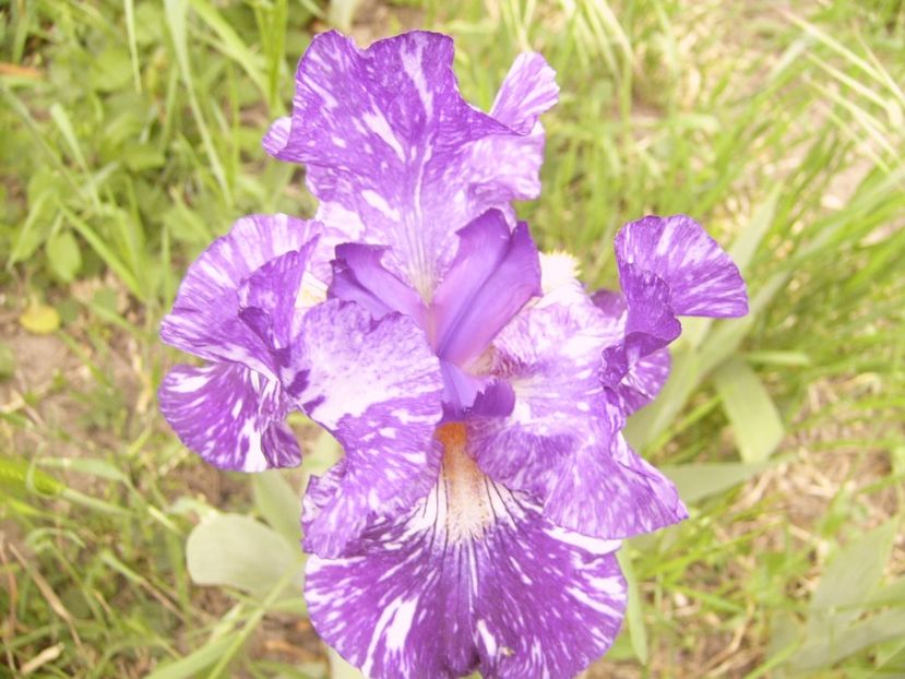 P1360027 - ANUL 2020