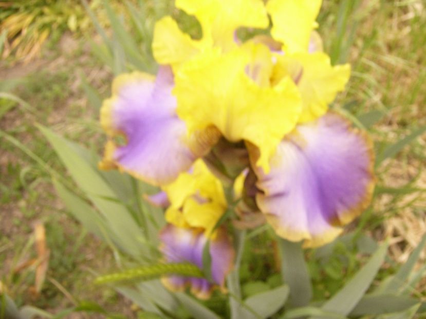 P1360030 - ANUL 2020