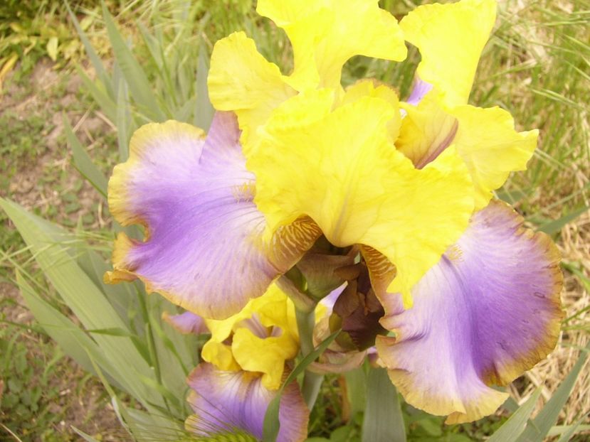 P1360031 - ANUL 2020