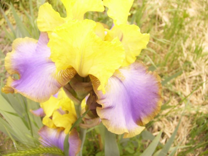 P1360032 - ANUL 2020