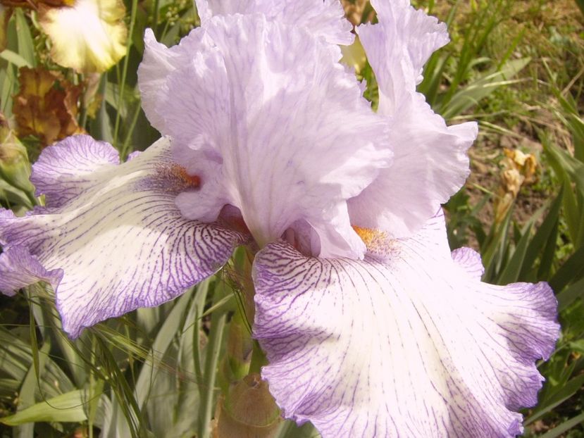 P1360042 - ANUL 2020