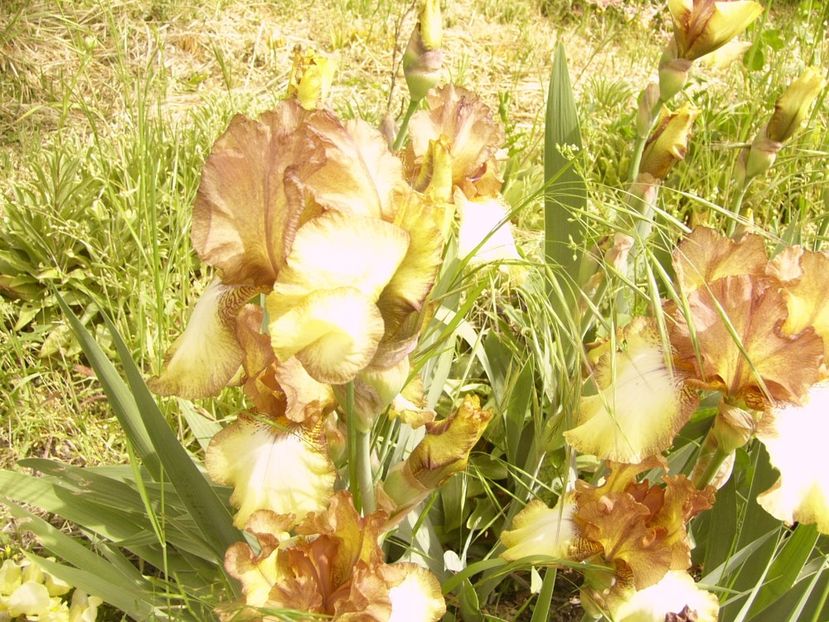 P1360045 - ANUL 2020