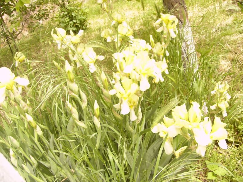 P1360047 - ANUL 2020