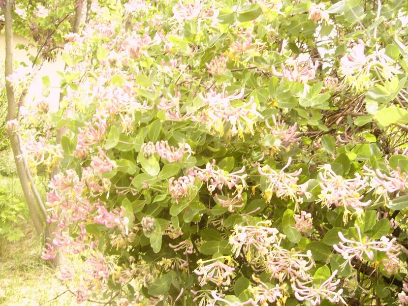 P1360049 - ANUL 2020