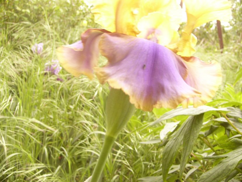 P1360060 - ANUL 2020