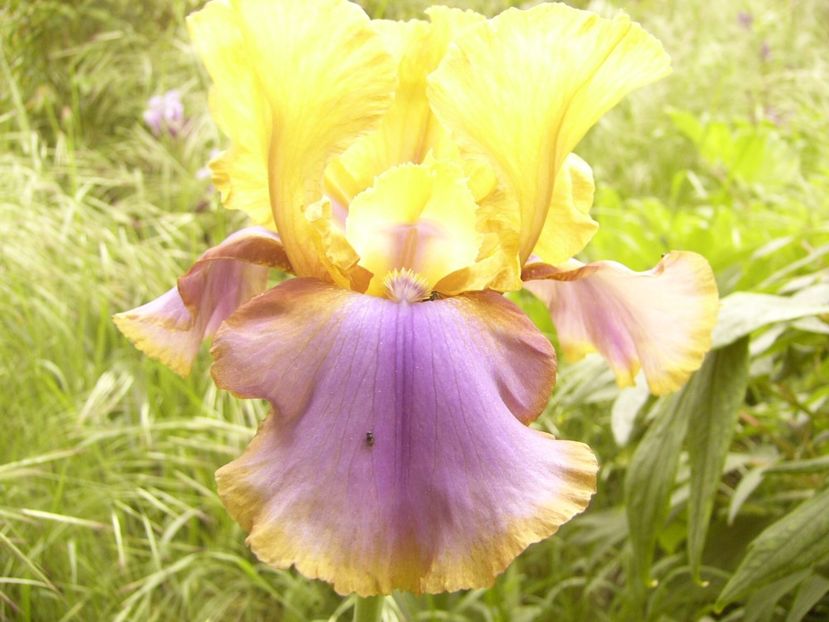 P1360061 - ANUL 2020