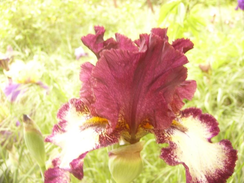 P1360074 - ANUL 2020