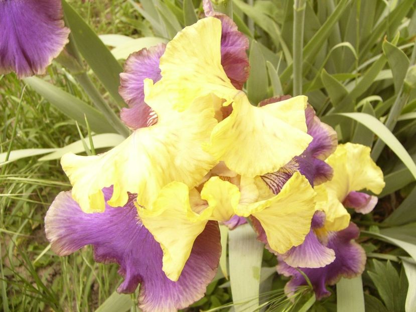 P1360080 - ANUL 2020