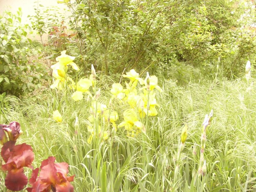 P1360081 - ANUL 2020