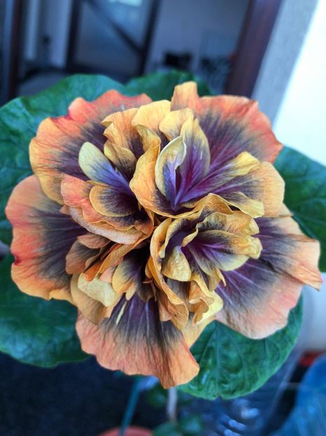 Bo Den Gryphon  - 40 LEI - lastari rezervati A