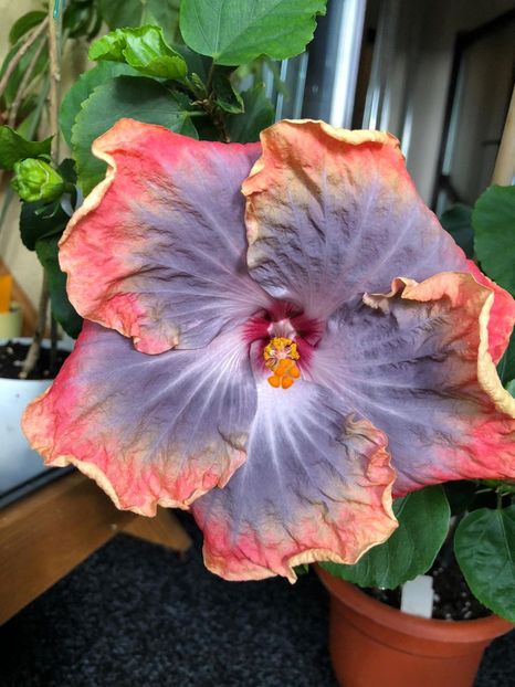 Creole Lady - 35 lei - lastari rezervati A