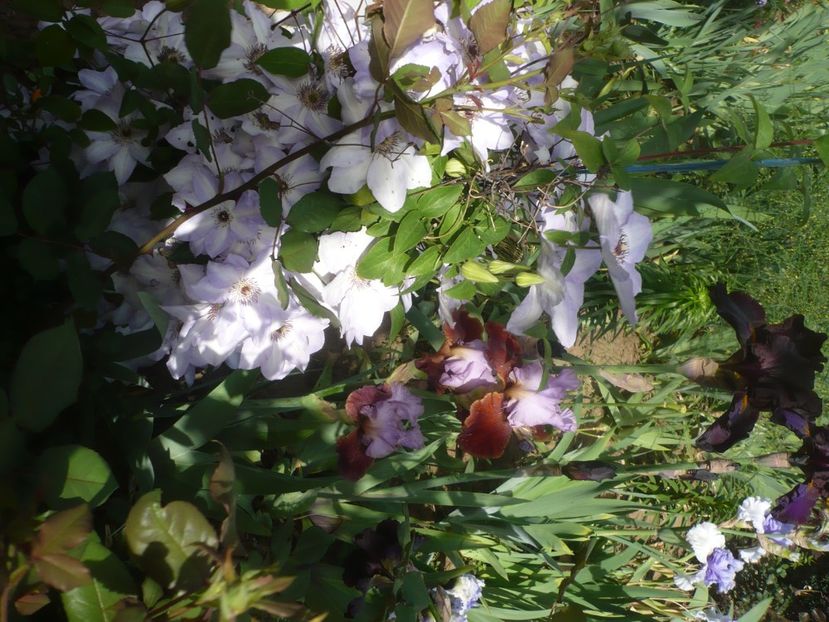 P1430910 - GRADINA 2020