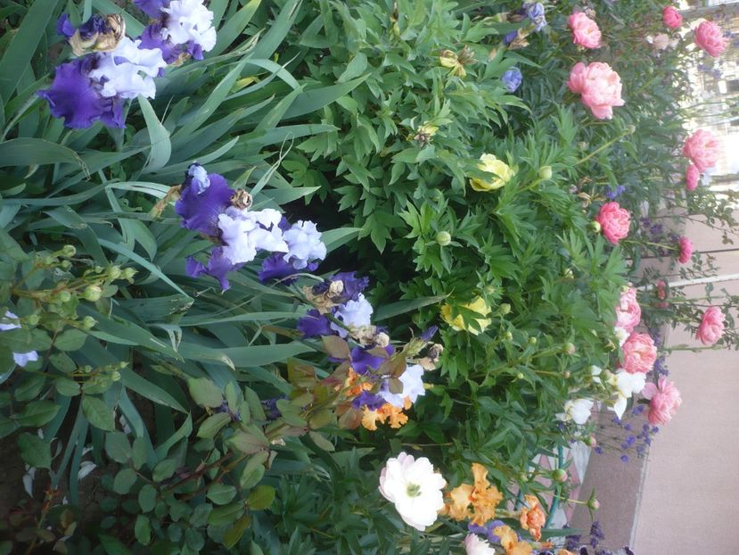 P1430911 - GRADINA 2020