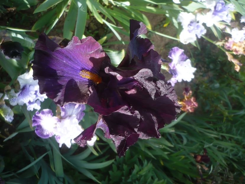 P1430912 - GRADINA 2020