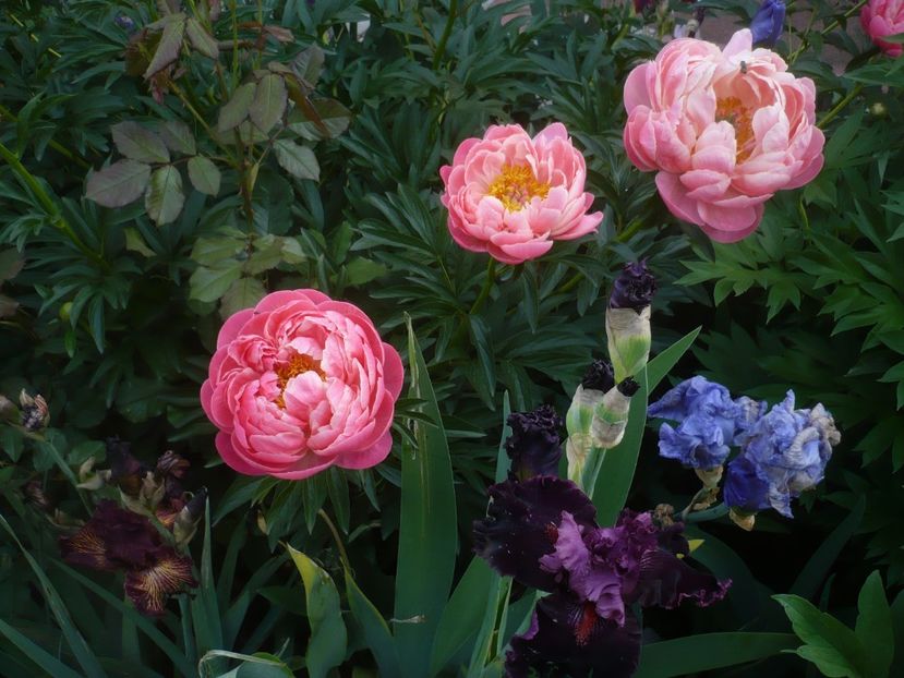 P1430915 - GRADINA 2020