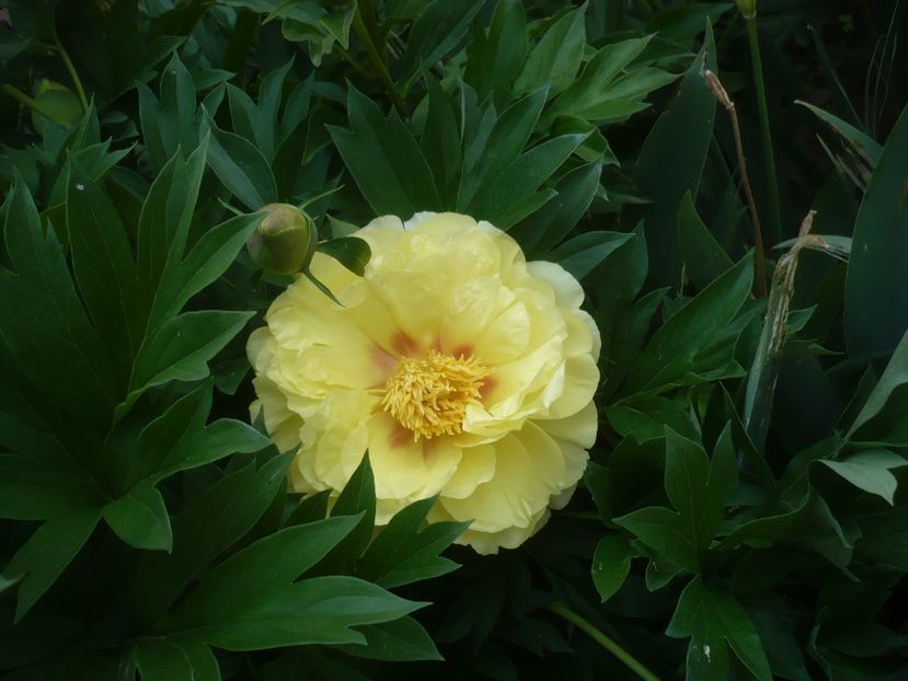 P1430917 - GRADINA 2020