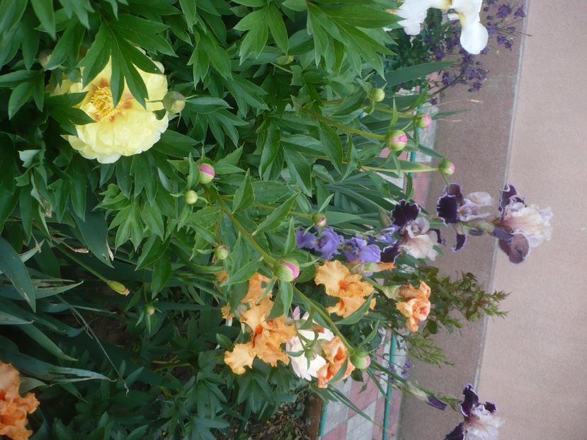 P1430919 - GRADINA 2020