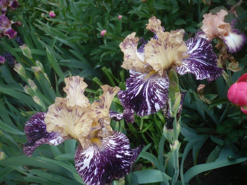 P1430920 - GRADINA 2020