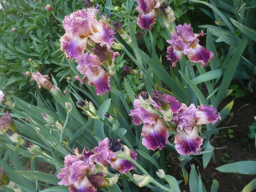 P1430922 - GRADINA 2020