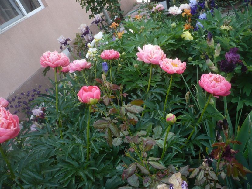 P1430923 - GRADINA 2020