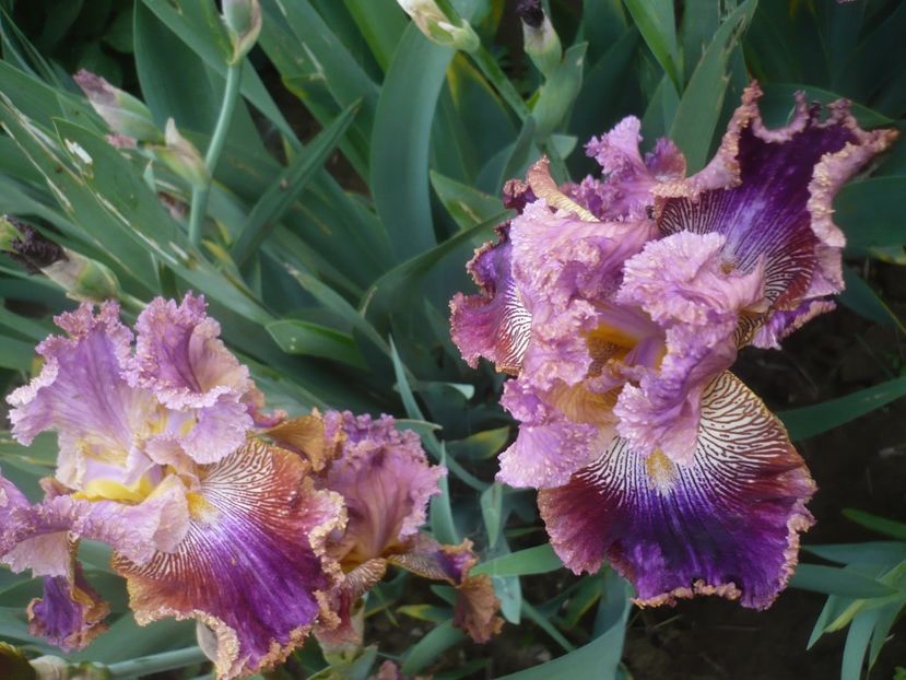 P1430924 - GRADINA 2020