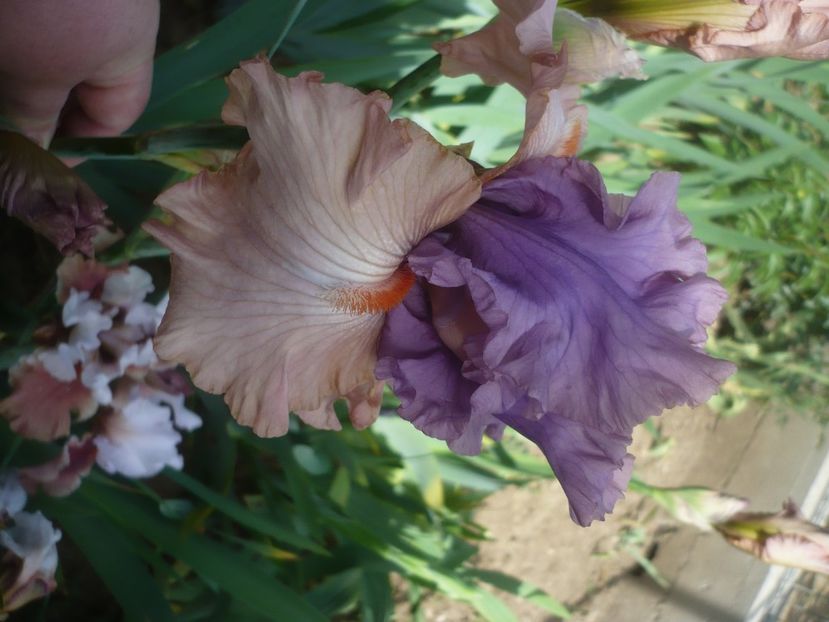 P1430925 - GRADINA 2020