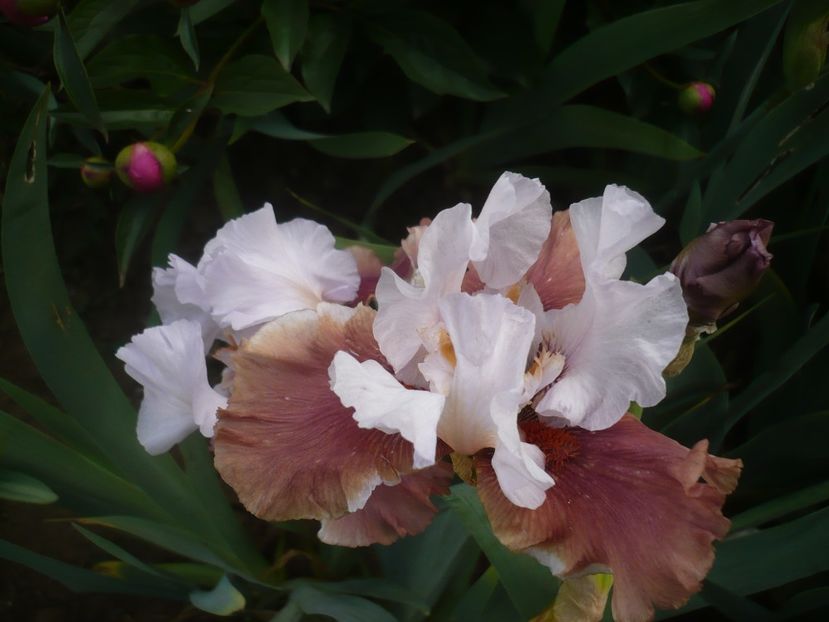 P1430926 - GRADINA 2020