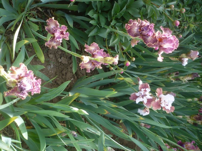 P1430929 - GRADINA 2020