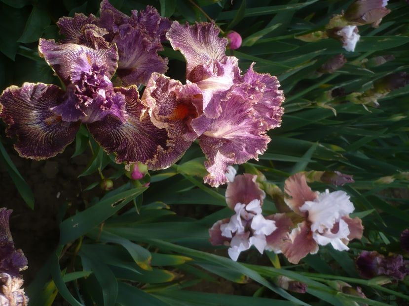 P1430931 - GRADINA 2020