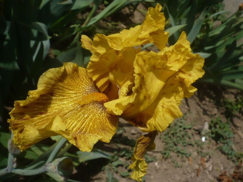 P1430934 - GRADINA 2020