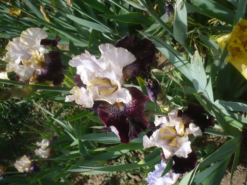 P1430935 - GRADINA 2020