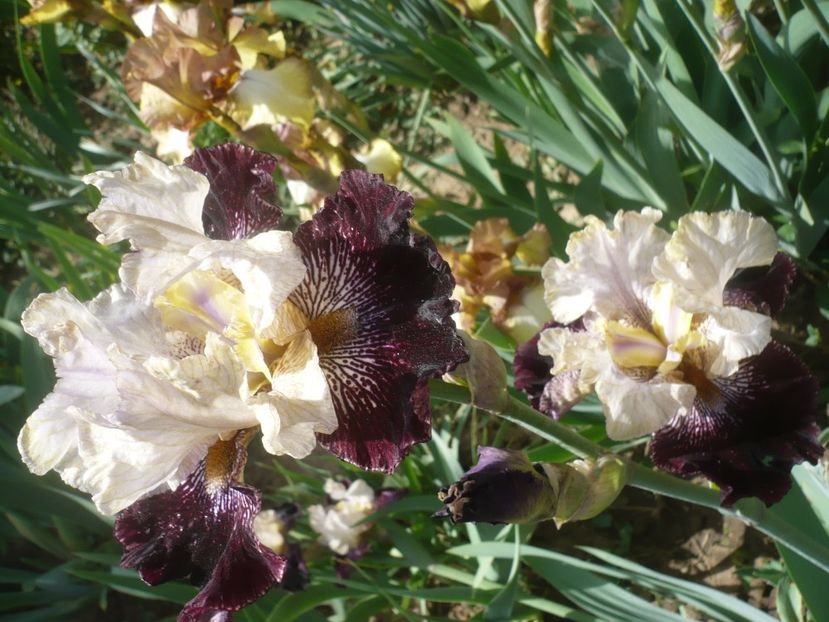 P1430936 - GRADINA 2020