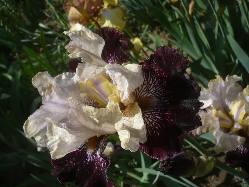 P1430937 - GRADINA 2020