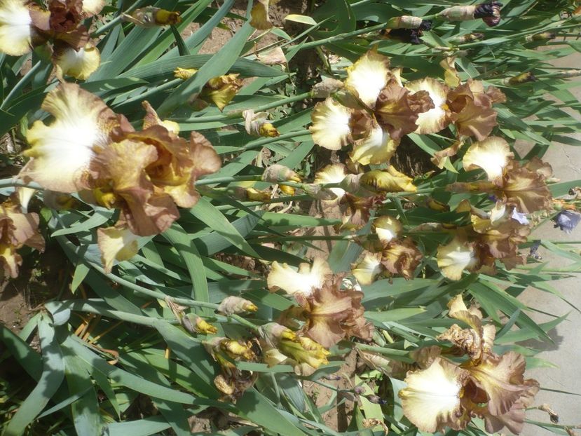 P1430938 - GRADINA 2020